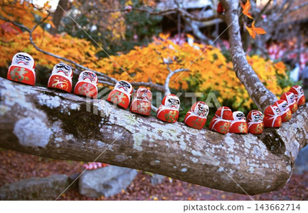 Katsuoji Temple's winning Daruma doll, Daruma fortune-telling, autumn leaves, Minoo, Osaka Katsuoji Temple's winning Daruma doll, Daruma fortune-telling, autumn leaves, Minoo, Osaka 143662714