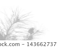 Natural light casts shadows from the field grass on a white background. Mockup 143662737