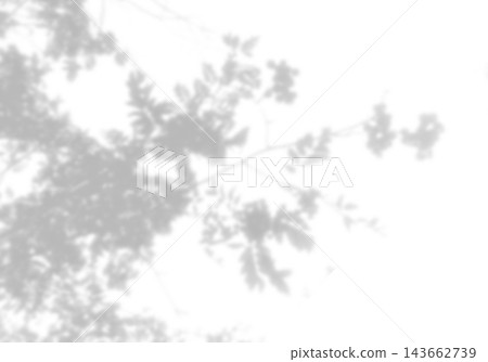Natural light casts shadows from willow branches on a white background. Mockup Natural light casts shadows from willow branches on a white background. Mockup 143662739