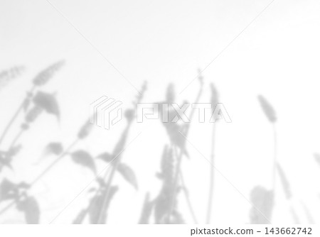Natural light casts shadows from the field grass on a white background. Mockup Natural light casts shadows from the field grass on a white background. Mockup 143662742