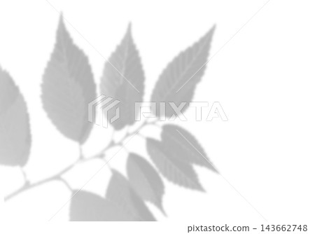 Natural light casts shadows from the laurel branches on a white background. Mockup Natural light casts shadows from the laurel branches on a white background. Mockup 143662748
