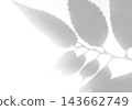 Natural light casts shadows from the laurel branches on a white background. Mockup 143662749