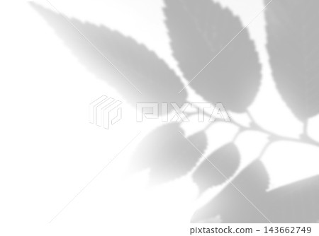 Natural light casts shadows from the laurel branches on a white background. Mockup Natural light casts shadows from the laurel branches on a white background. Mockup 143662749