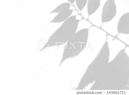 Natural light casts shadows from the laurel branches on a white background. Mockup Natural light casts shadows from the laurel branches on a white background. Mockup 143662751