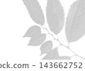 Natural light casts shadows from the laurel branches on a white background. Mockup 143662752