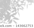 Natural light casts shadows from willow branches on a white background. Mockup 143662753