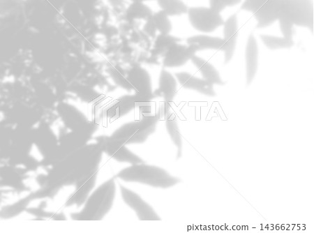 Natural light casts shadows from willow branches on a white background. Mockup Natural light casts shadows from willow branches on a white background. Mockup 143662753