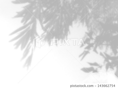 Natural light casts shadows from willow branches on a white background. Mockup Natural light casts shadows from willow branches on a white background. Mockup 143662754