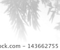 Natural light casts shadows from willow branches on a white background. Mockup 143662755