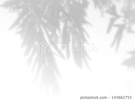 Natural light casts shadows from willow branches on a white background. Mockup Natural light casts shadows from willow branches on a white background. Mockup 143662755