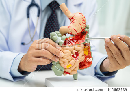 Digestive system with stomach and intestine, Asian doctor holding human anatomy model for study diagnosis and treatment in hospital. Digestive system with stomach and intestine, Asian doctor holding human anatomy model for study diagnosis and treatment in hospital. 143662789