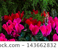 Oxalis flower 143662832
