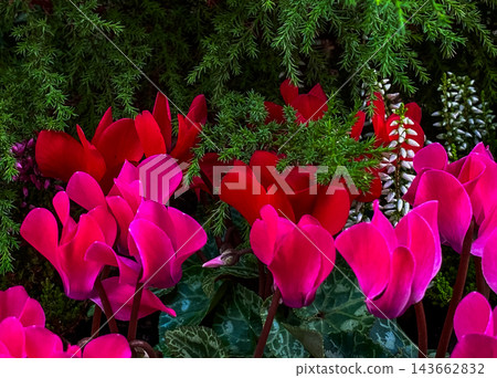 Oxalis flower 143662832