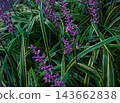 Amethyst in full bloom 143662838