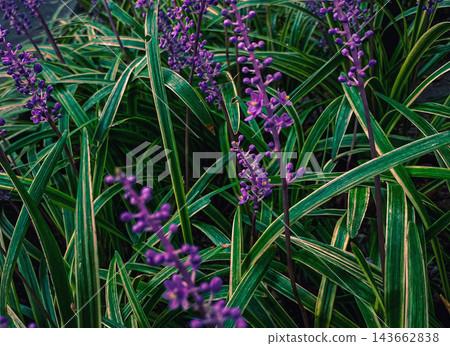 Amethyst in full bloom Amethyst in full bloom 143662838