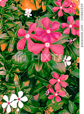 In full bloom In full bloom 143662839