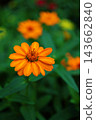 orange light 143662840