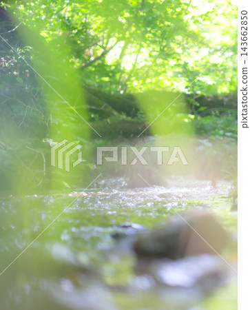 Reflections on the water's surface, fresh greenery, clear stream, eco-image (Mt. Daisen) 143662850