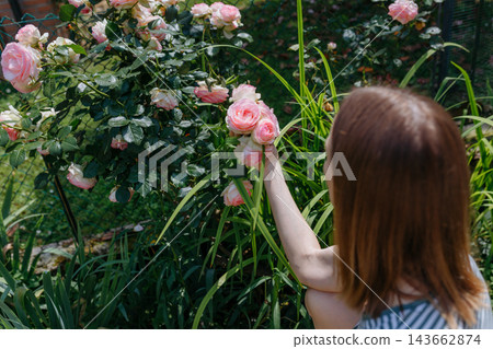 Rear View of Young Woman Touching Pink Roses in a Garden Rear View of Young Woman Touching Pink Roses in a Garden 143662874