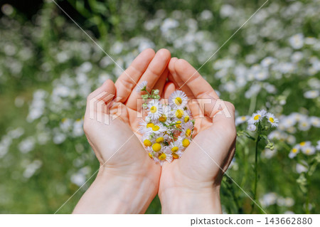 Cupped Hands Forming a Heart Shape Holding Wild Daisy Flowers Cupped Hands Forming a Heart Shape Holding Wild Daisy Flowers 143662880
