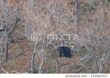 Shiretoko World Natural Heritage Bear (Brown Bear of Hokkaido) Shiretoko World Natural Heritage Bear (Brown Bear of Hokkaido) 143662919