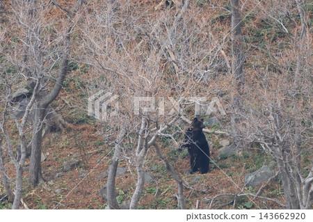 Shiretoko World Natural Heritage Bear (Brown Bear of Hokkaido) Shiretoko World Natural Heritage Bear (Brown Bear of Hokkaido) 143662920