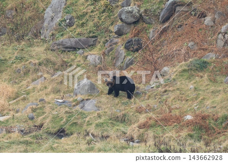 Shiretoko World Natural Heritage Bear (Brown Bear of Hokkaido) Shiretoko World Natural Heritage Bear (Brown Bear of Hokkaido) 143662928