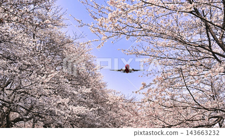 日本春季風景圖片-櫻花盛開的景色 日本春季風景圖片-櫻花盛開的景色 143663232