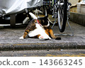 A cat grooming itself outdoors 143663245