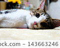 A cat watching while lying down 143663246