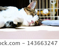 Play tired and sleepy cat 143663247