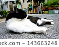 A cat relaxing on a walking path 143663248