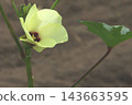 The lovely appearance of yellow okra 143663595