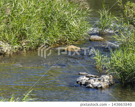 Inagawa River in autumn, when reeds grow. Inagawa River in autumn, when reeds grow. 143663840