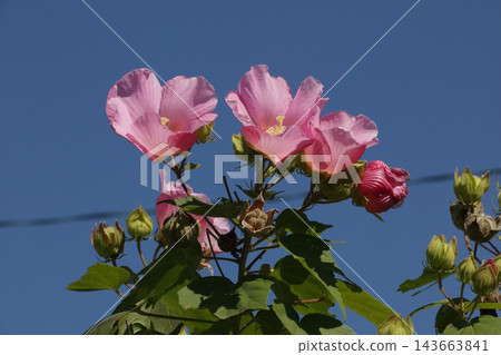 Fuyo flowers Fuyo flowers 143663841