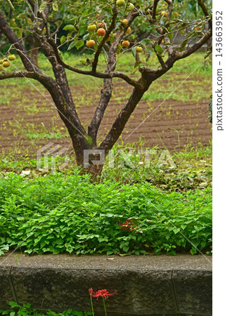 A landscape with spider lilies, in collaboration with a persimmon tree. 143663952