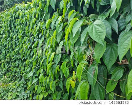 Ivy vines fill the walls. 143663983