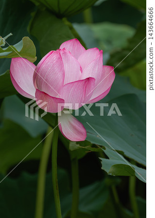 八月，不忍池中盛開著粉紅色的蓮花，花瓣上綴滿了水珠。 143664666