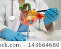 Pancreatitis, pancreatic cancer, Asian doctor with pancreas, gallbladder and bile duct human anatomy model at hospital. 143664680