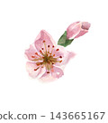 Delicate pink peach blossom with a closed flower bud, hand-painted in realistic watercolor, for botanical illustrations, spring designs, greeting cards and stationery 143665167