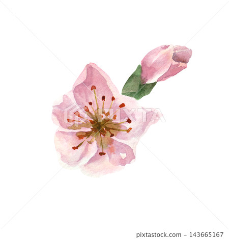 Delicate pink peach blossom with a closed flower bud, hand-painted in realistic watercolor, for botanical illustrations, spring designs, greeting cards and stationery Delicate pink peach blossom with a closed flower bud, hand-painted in realistic watercolor, for botanical illustrations, spring designs, greeting cards and stationery 143665167