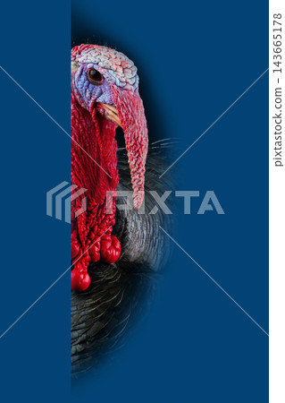 portrait of a turkey on a blue background 143665178