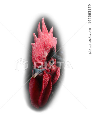 portrait black rooster on white background 143665179
