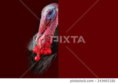 portrait of a turkey on a red background portrait of a turkey on a red background 143665180