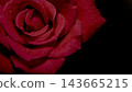 A close-up of a red rose glistening with water droplets against a jet-black background and negative space. 143665215
