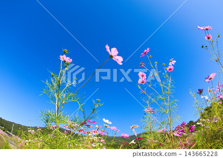 沐浴在陽光下的絢爛大波斯菊 沐浴在陽光下的絢爛大波斯菊 143665228