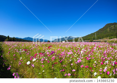 沐浴在陽光下的絢爛大波斯菊 沐浴在陽光下的絢爛大波斯菊 143665230