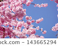 Pink cherry blossoms blooming against a blue sky, a spring landscape. 143665294