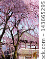 Pink weeping cherry blossoms in full bloom in front of a traditional Japanese house. 143665295
