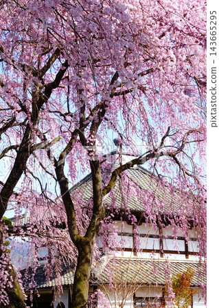 Pink weeping cherry blossoms in full bloom in front of a traditional Japanese house. Pink weeping cherry blossoms in full bloom in front of a traditional Japanese house. 143665295